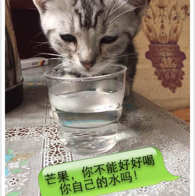 麦克马斯特大学毕业证
